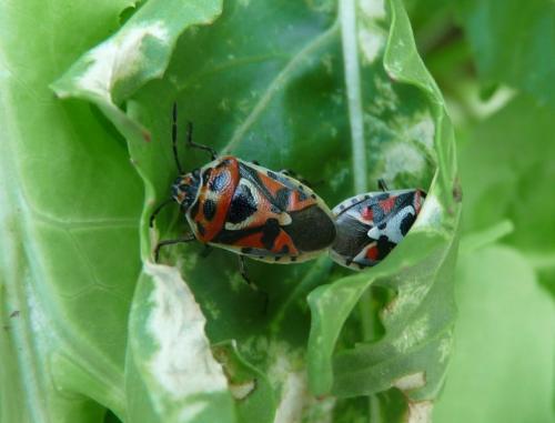 Réf. 74 494 : Eurydema ornata