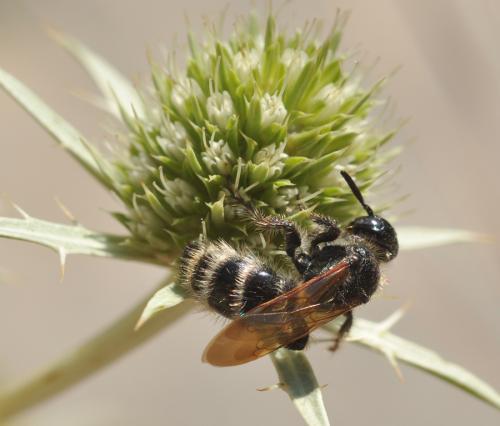 Colpa quinquecincta