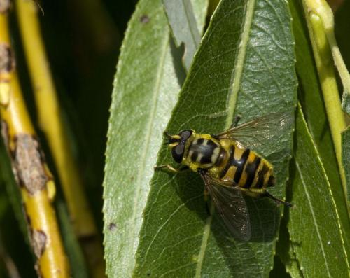 Réf. 74 877 : Myathropa florea
