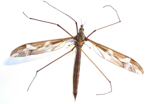 Réf. 74 024 : Tipula maxima
