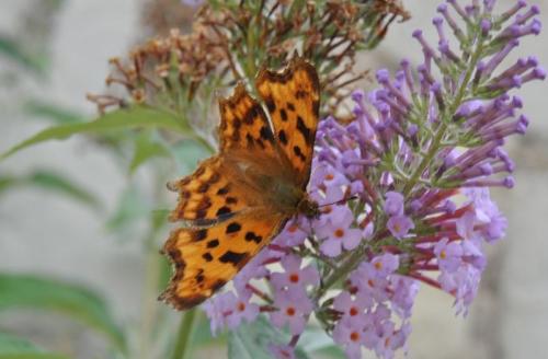 Polygonia c-album