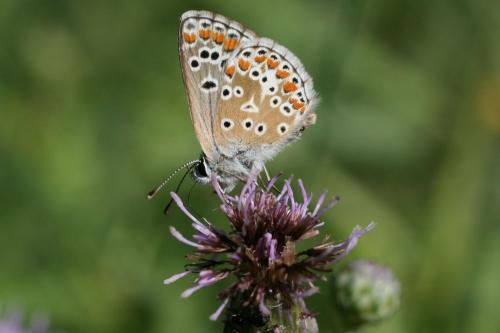 Aricia agestis