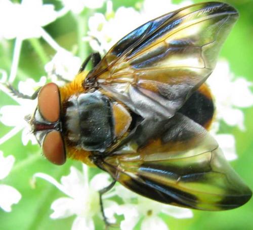 Réf. 75 750 : Phasia hemiptera