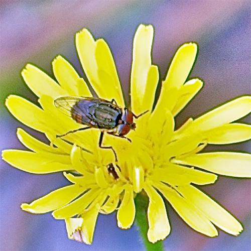 Réf. 75 943 : Stomorhina lunata