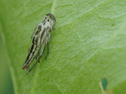 Réf. 75 258 : Cicadella viridis