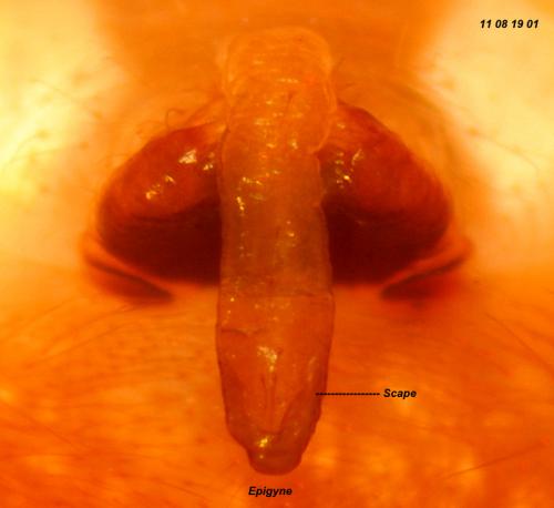Réf. 75 888 : Araneus alsine