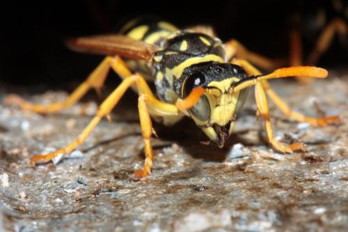 Réf. 76 317 : Polistes dominula