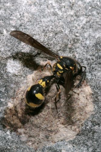 Réf. 76 993 : Eumenes sp.