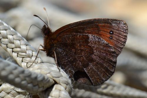 Réf. 76 589 : Erebia pronoe