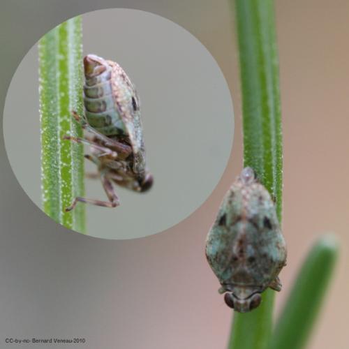 Issus sp.