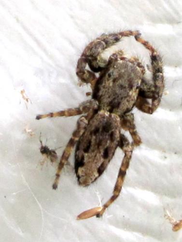 Réf. 76 809 : Marpissa muscosa