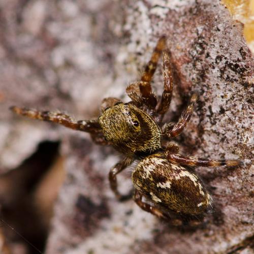 Réf. 77 915 : Dendryphantes rudis