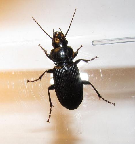 Pterostichus melanarius