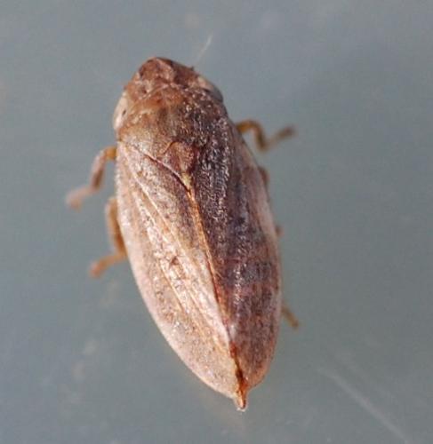 Réf. 77 635 : Philaenus spumarius