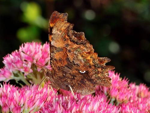 Polygonia c-album
