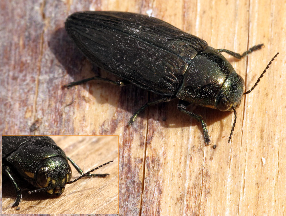 Fred Chevaillot - Buprestis (Buprestis) haemorrhoidalis - réf. 77013 (1000 x 756 pixels, 216 ko)