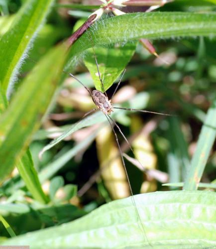 Réf. 78 035 : Phalangium opilio