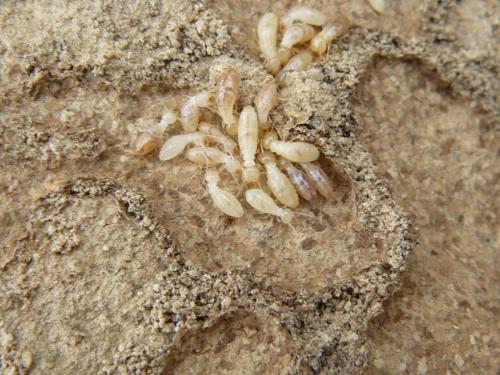 Réf. 78 182 : Reticulitermes sp.