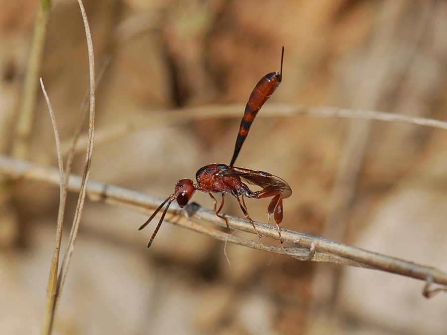 Maite Santisteban Rivero - Gasteruption hastator - réf. 78361 (900 x 675 pixels, 61 ko)