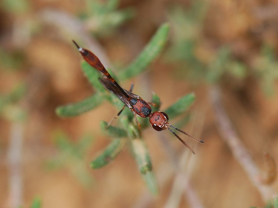 Maite Santisteban Rivero - Gasteruption hastator - réf. 78362 (900 x 674 pixels, 52 ko)