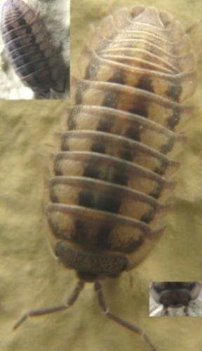Réf. 79 224 : Armadillidium nasatum