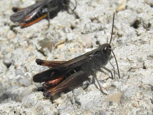 Omocestus rufipes