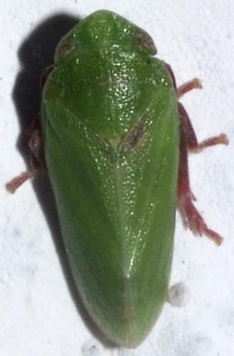 Réf. 79 773 : Tettigometra virescens