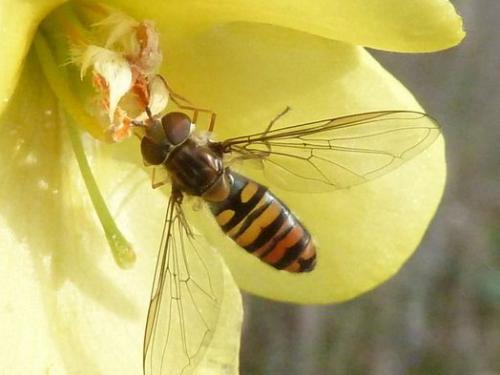 Réf. 79 149 : Episyrphus balteatus