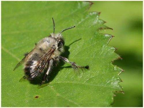 Réf. 8 207 : Anthophora plumipes
