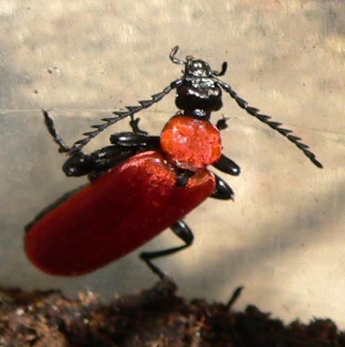 Réf. 8 787 : Pyrochroa coccinea