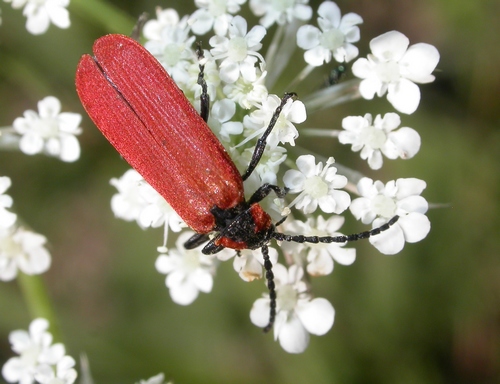 Calmont B. - Lygistopterus sanguineus - réf. 8580 (500 x 384 pixels, 132 ko)