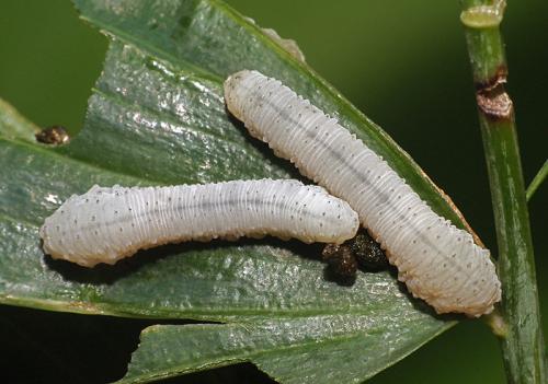 Réf. 80 711 : Phymatocera aterrima