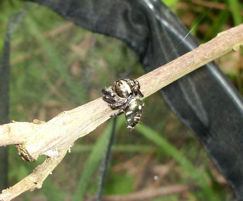 Réf. 80 641 : Hyllus diardi