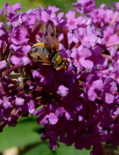 Réf. 80 139 : Ectophasia crassipennis