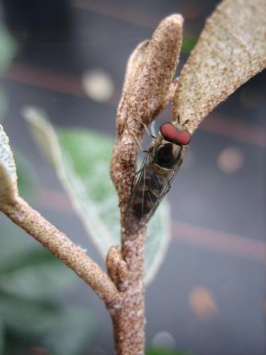 Réf. 80 967 : Meliscaeva auricollis