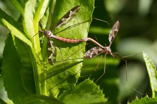 Réf. 80 679 : Tipula maxima