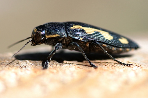 Jacques Taburel - Buprestis (Buprestis) novemmaculata - réf. 80988 (500 x 333 pixels, 72 ko)