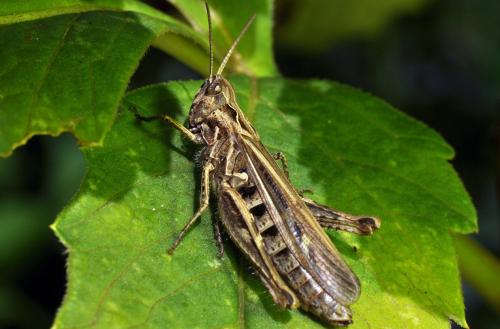 Réf. 81 504 : Chorthippus sp.