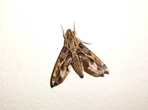 Réf. 81 208 : Eupanacra variolosa
