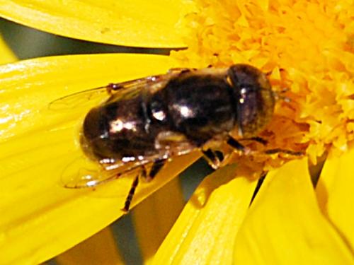 Eristalinus aeneus