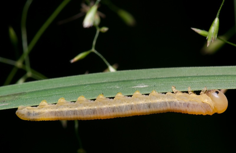 Nikolay Vladimirov - Dolerus sp. - réf. 81484 (800 x 520 pixels, 54 ko)