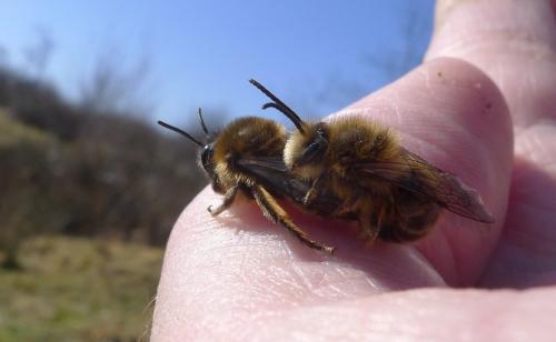 Réf. 82 236 : Colletes cunicularius