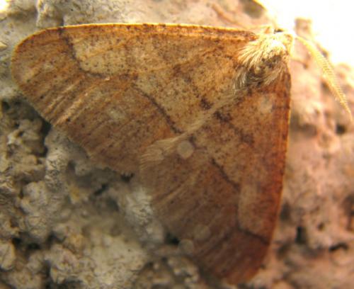 Réf. 82 198 : Agriopis marginaria
