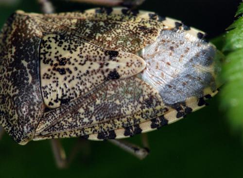 Réf. 82 820 : Rhaphigaster nebulosa