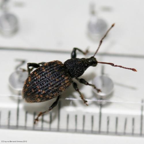 Réf. 82 345 : Otiorhynchus sulcatus