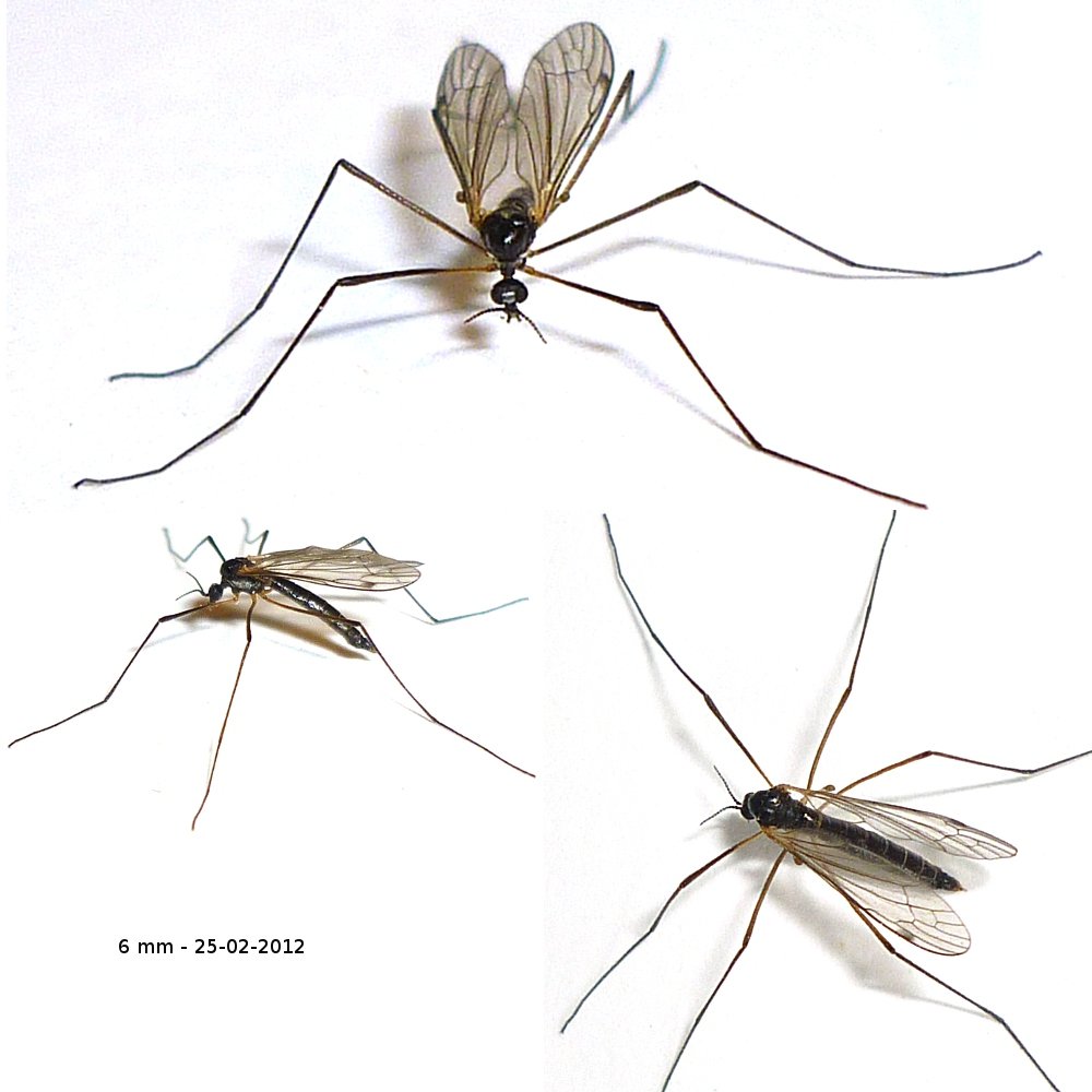 Michel Bertrand - Dicranomyia sp. - réf. 82170 (1000 x 1000 pixels, 92 ko)