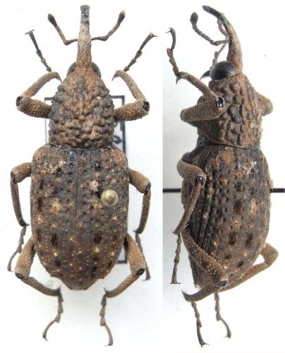 Réf. 83 316 : Sipalinus gigas