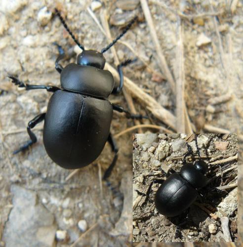 Réf. 83 128 : Timarcha nicaeensis
