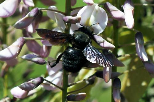 Réf. 84 440 : Xylocopa violacea