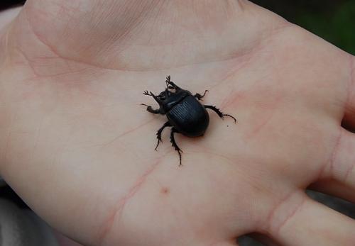 Réf. 84 250 : Typhaeus typhoeus